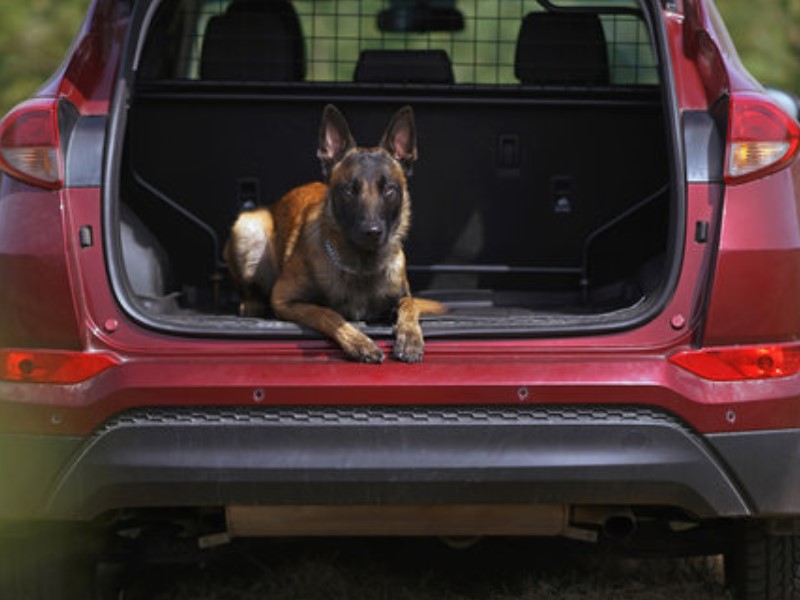 Zaščitne mreže za avto za varnost, ko prevažate svojega psa